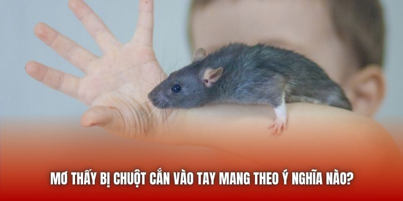 Mơ Thấy Bị Chuột Cắn Vào Tay Mang Theo Ý Nghĩa Nào?